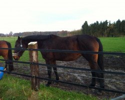 broodmare Cher (Hanoverian, 2002, from Chasseur I)