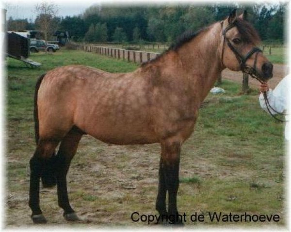 Deckhengst Polsbury Popeye (New-Forest-Pony, 1980, von Floki)