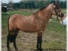 Deckhengst Polsbury Popeye (New-Forest-Pony, 1980, von Floki)