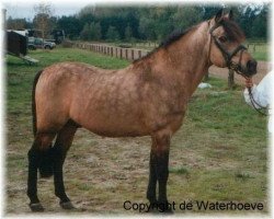 stallion Polsbury Popeye (New Forest Pony, 1980, from Floki)