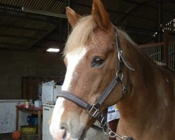 Pferd DeeJay (New-Forest-Pony,  , von Blackwell Golden Boy)