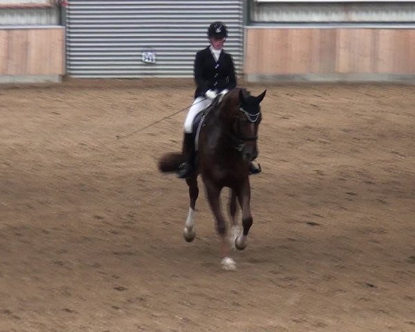 Reitturnier Rhede 2021