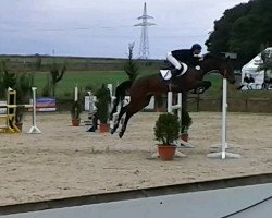 jumper Valleyfield Summer (KWPN (Royal Dutch Sporthorse), 2002, from Bmc Nassau)