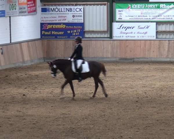 Reitturnier Rhede 2021