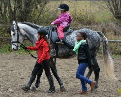 Pferd Lusitanowallach (Lusitano, 2008)