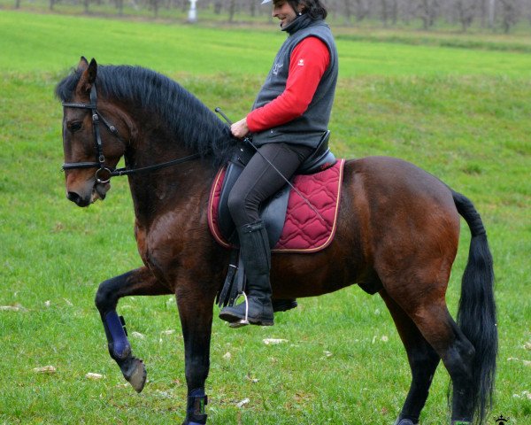 Pferd PRE Wallach (Pura Raza Espanola (PRE), 2006)