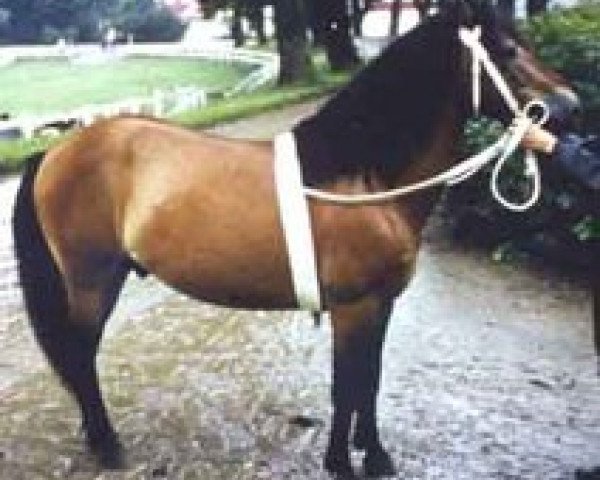 stallion Fröjdis RR 146 (Gotland Pony, 1957, from Fröjd RR 120)