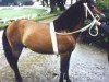 stallion Fröjdis RR 146 (Gotland Pony, 1957, from Fröjd RR 120)
