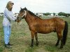 stallion Lurifax RR 269 (Gotland Pony, 1971, from Fröjdis RR 146)
