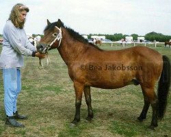 stallion Lurifax RR 269 (Gotland Pony, 1971, from Fröjdis RR 146)