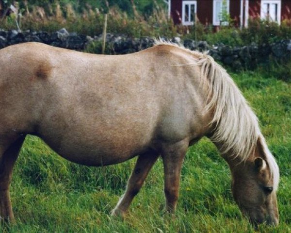 broodmare Ulona 2454 (Gotland Pony, 1979, from Lurifax RR 269)