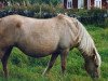 broodmare Ulona 2454 (Gotland Pony, 1979, from Lurifax RR 269)