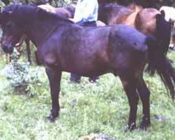 stallion Dorn RR 163 (Gotland Pony, 1952, from Algo RR 71)