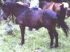 Deckhengst Dorn RR 163 (Gotland-Pony, 1952, von Algo RR 71)