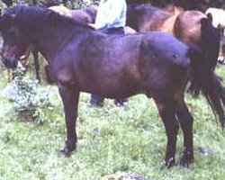 Deckhengst Dorn RR 163 (Gotland-Pony, 1952, von Algo RR 71)