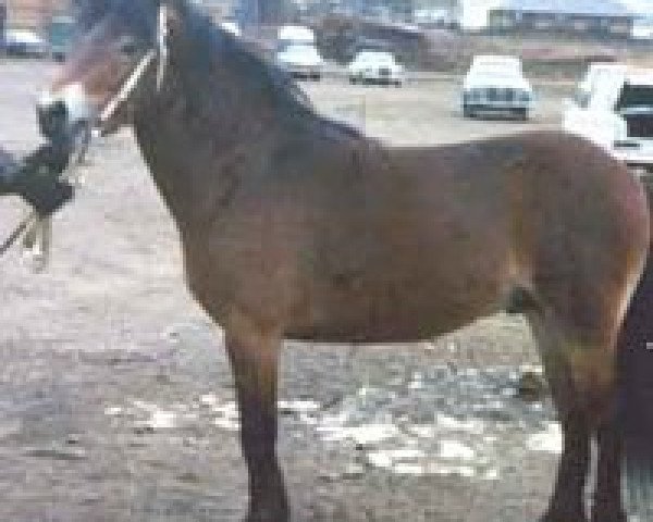 stallion Jidon RR 252 (Gotland Pony, 1969, from Dorn RR 163)