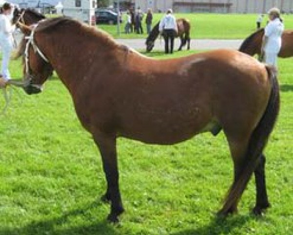 stallion Lon RR 483 (Gotland Pony, 1991, from Jidon RR 252)