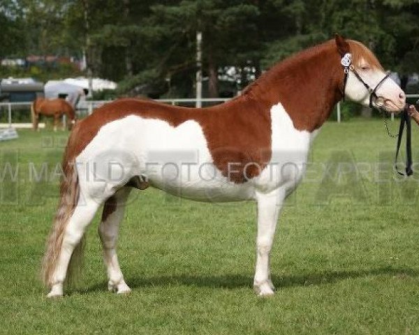 stallion Toppå 550 (Gotland Pony, 1998, from Lon RR 483)