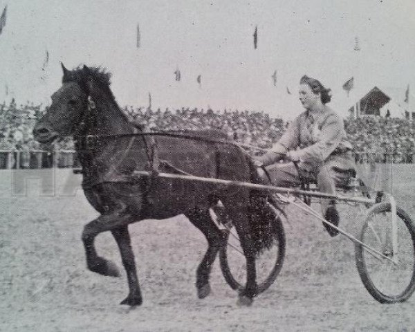Deckhengst Dollfuss RR 82 (Gotland-Pony, 1936, von Dolle RR 78)