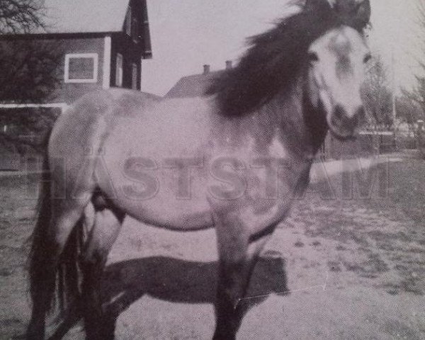 stallion Vitus RR 92 (Gotland Pony, 1938, from Dollfuss RR 82)
