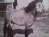 stallion Vitus RR 92 (Gotland Pony, 1938, from Dollfuss RR 82)