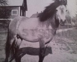 stallion Vitus RR 92 (Gotland Pony, 1938, from Dollfuss RR 82)