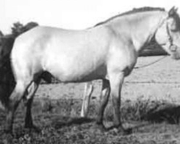 Deckhengst Prins RR 130 (Gotland-Pony, 1947, von Vitus RR 92)