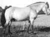 stallion Prins RR 130 (Gotland Pony, 1947, from Vitus RR 92)