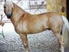 stallion Piccolo (Gotland Pony, 1960, from Prins RR 130)