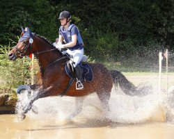 broodmare Davina K 2 (Oldenburg, 2003, from Bmc Don Cardinale)