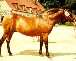 Deckhengst Rask (Gotland-Pony, 1949, von Raketen RR 102)