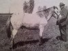 Deckhengst Kurre RR 83 (Gotland-Pony, 1936, von Ivan)