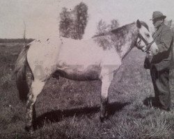 Deckhengst Kurre RR 83 (Gotland-Pony, 1936, von Ivan)