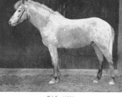 stallion Prick RR 123 (Gotland Pony, 1950, from Raketen RR 102)