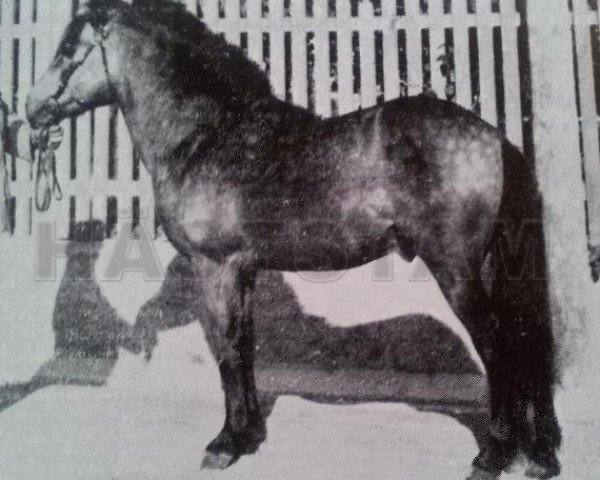Deckhengst Olle III (Gotland-Pony, 1917, von Ejmund)