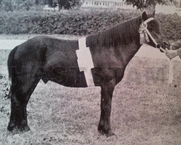 Deckhengst Algo RR 71 (Gotland-Pony, 1924, von Reform RR 65)