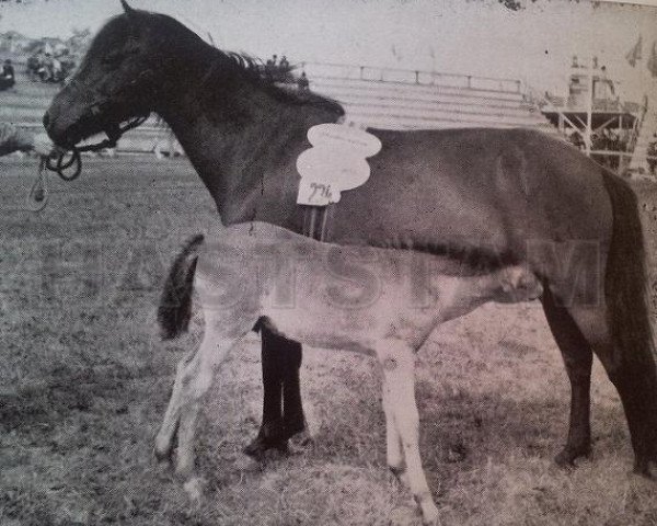 Zuchtstute Nego RR 243 (Gotland-Pony, 1932, von Algo RR 71)