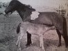 Zuchtstute Nego RR 243 (Gotland-Pony, 1932, von Algo RR 71)