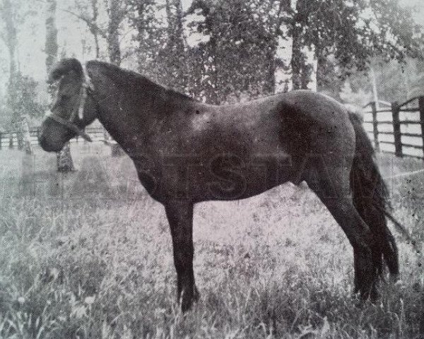 stallion Dolle RR 78 (Gotland Pony, 1931, from Olle III)