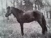 stallion Dolle RR 78 (Gotland Pony, 1931, from Olle III)