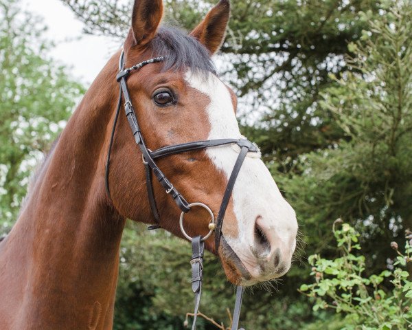 Springpferd Jack (Holsteiner, 2009, von Quadrigo 4)