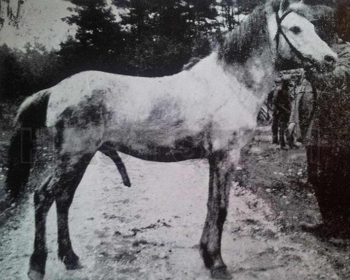 Deckhengst Ivan (Gotland-Pony, 2005, von Frej RR 4)