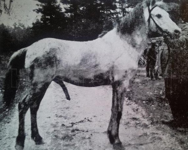 stallion Ivan (Gotland Pony, 2005, from Frej RR 4)