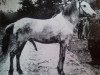 Deckhengst Ivan (Gotland-Pony, 2005, von Frej RR 4)
