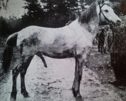 stallion Ivan (Gotland Pony, 2005, from Frej RR 4)