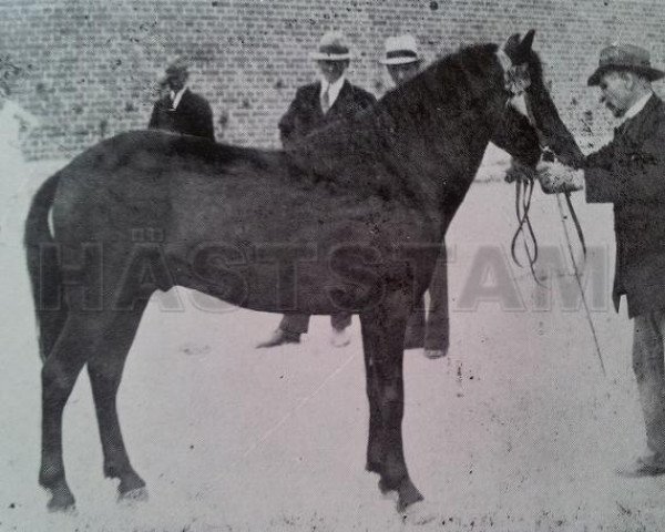 Deckhengst Bocack RR 75 (Gotland-Pony, 1928, von Ivan)