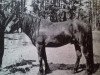 Deckhengst Botajr RR 80 (Gotland-Pony, 1933, von Bocack RR 75)