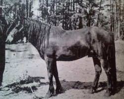 Deckhengst Botajr RR 80 (Gotland-Pony, 1933, von Bocack RR 75)