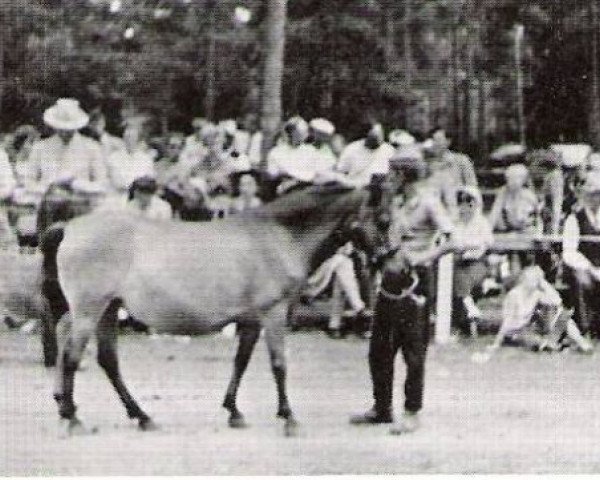 Zuchtstute Isabella RR 299 (Gotland-Pony, 1940, von Botajr RR 80)