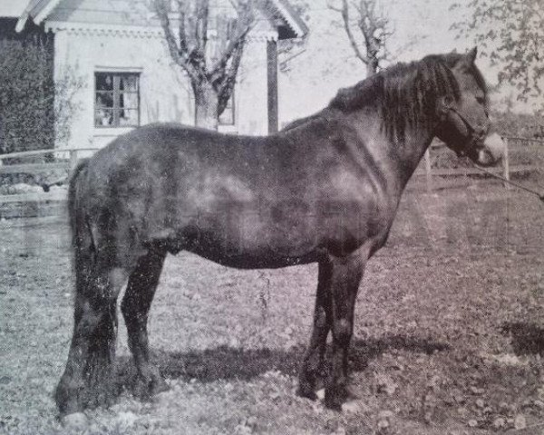 stallion Dollman RR 20 (Gotland Pony, 1935, from Dolle RR 78)